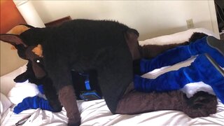 Kairo Murrsuit Gets Fucked in Furry Fetish Doggystyle Pleasure