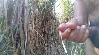 Outdoor Handjob Ends in Sweet Cumshot Among Tall Sugar Canes