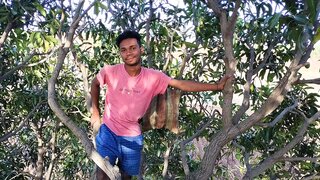 Passionate Gay Love Blooms Under Mango Trees In Rural Hindi Forest Video